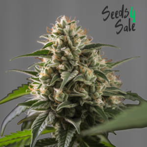 Amnesia Haze zaden: Snelle bloei & euforisch effect