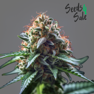 Brainkiller Haze zaden: sterk, creatief en intens