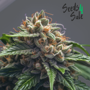 Caramel Dream zaden: indica met chocolade en bessen