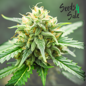 Critical zaden: hoge opbrengst & snelle bloei