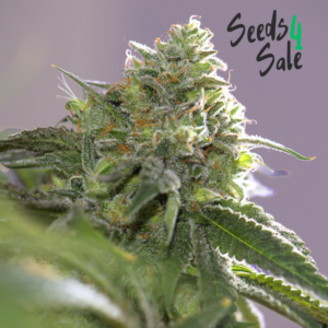 Lemon Cookie Gelato zaden: krachtige hybride met citrus en snoep