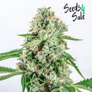 Bubblegum Kush zaden: fruitig, sociaal en gebalanceerd