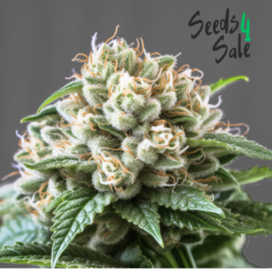 Northern Lights zaden: tijdloze indica klassieker