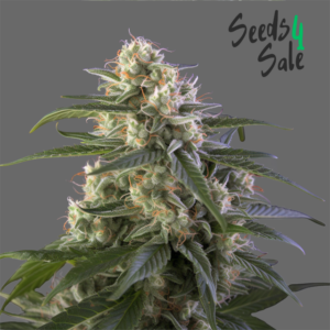 Silver Haze zaden: pure sativa met energiek effect